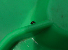Diomus notescens