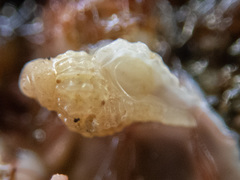 Paciocinebrina interfossa