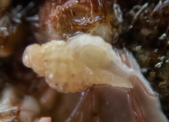 Paciocinebrina interfossa