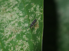 Harpedona marginata