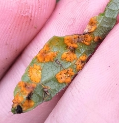 Coleosporium campanulae