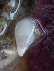 Odostomia columbiana