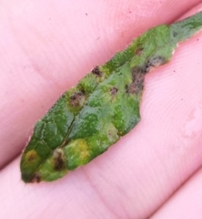 Coleosporium campanulae