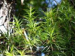 Dracophyllum sinclairii