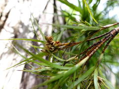 Dracophyllum sinclairii