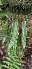 Blechnum chambersii