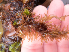 Grateloupia californica
