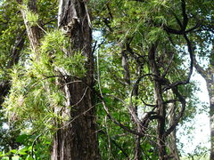 Dracophyllum sinclairii