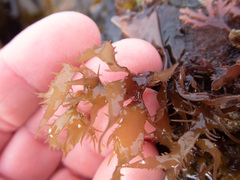 Grateloupia californica