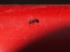 Dolichoderus taprobanae