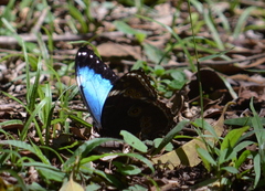 Morpho helenor achillaena