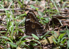 Morpho helenor achillaena