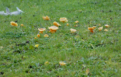 Hygrocybe quieta