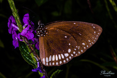 Euploea klugii kollari