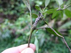 Procecidochares alani