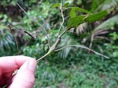 Procecidochares alani