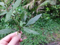 Procecidochares alani