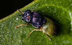 Oplodontha rubrithorax