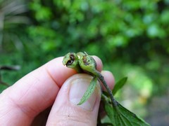 Procecidochares alani