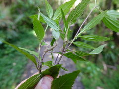 Procecidochares alani