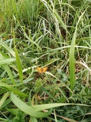 Lycaena 'canterbury common copper'