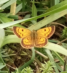 Lycaena 'canterbury common copper'