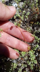 Adenogramma glomerata