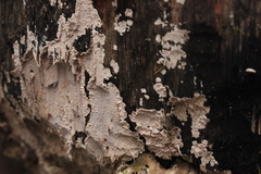 Corticium roseum