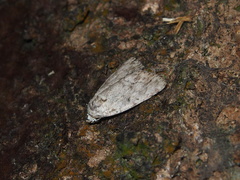 Barasa acronyctoides