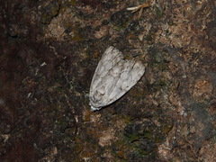 Barasa acronyctoides