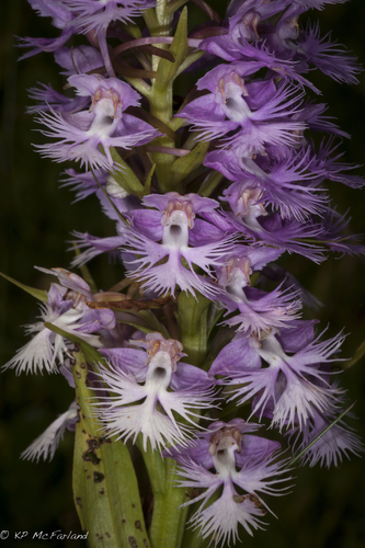 Greater purple fringed orchid (Platanthera grandiflora)
