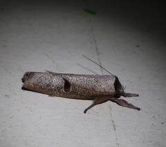 Pilostibes stigmatias