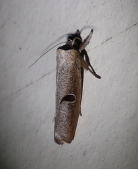 Pilostibes stigmatias