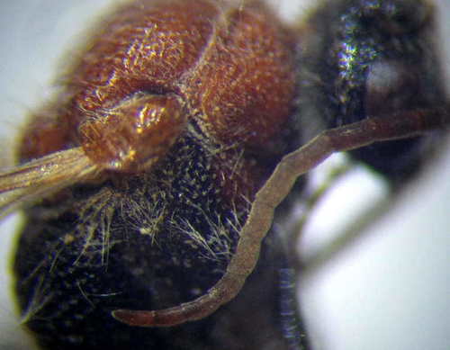 Physetopoda portschinskii