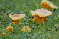 Hygrocybe quieta