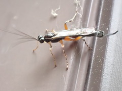 Clistopyga recurva
