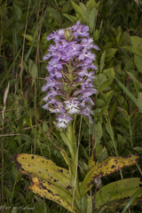 Platanthera grandiflora