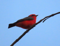Pyrocephalus rubinus