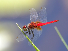 Aethriamanta nymphaeae