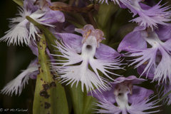 Platanthera grandiflora