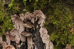 Corticium roseum