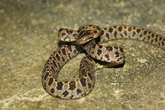 Boiga multomaculata