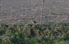 Nothoprocta cinerascens