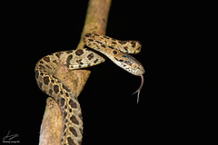 Boiga multomaculata