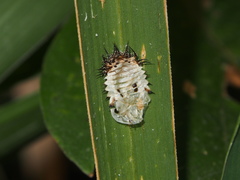 Aspidimorpha miliaris