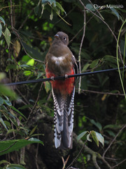 Mountain Trogon photo 4