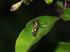 Eretmocera impactella