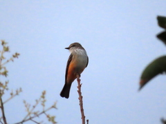 Pyrocephalus rubinus