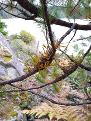 Arceuthobium tsugense contortae