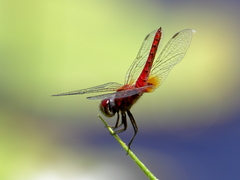 Aethriamanta nymphaeae